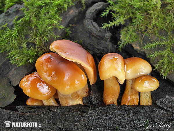 plamienka zimná (Flammulina velutipes)