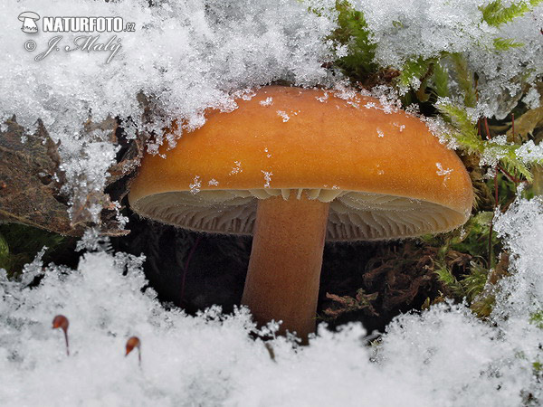 plamienka zimná (Flammulina velutipes)