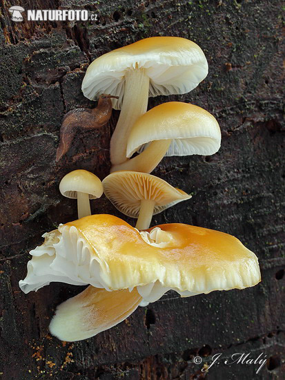 plamienka zimná (Flammulina velutipes)