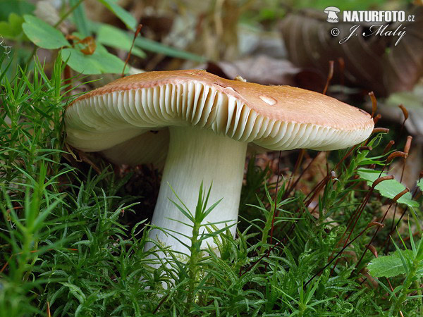 plávka bližšie neurčená (Russula sp. 1)