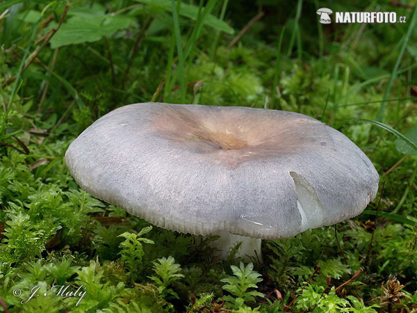 plávka bližšie neurčená (Russula sp. 2)