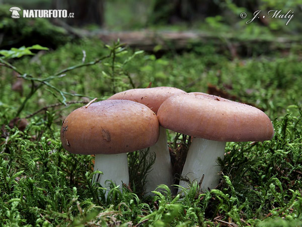 plávka bodkovaná (Russula vinosa)