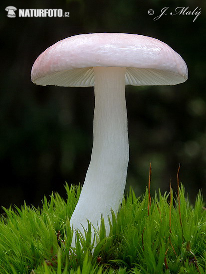 plávka brezová (Russula betularum)