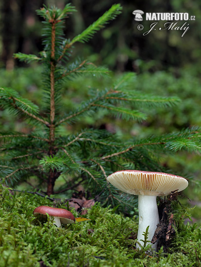 plávka celistvookrajová (Russula integra)