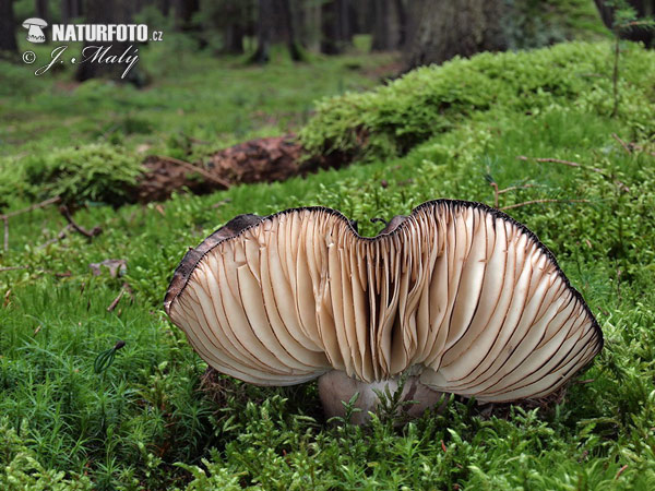 plávka černejúca (Russula nigricans)