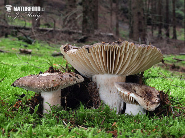 plávka černejúca (Russula nigricans)