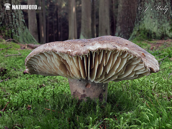 plávka černejúca (Russula nigricans)