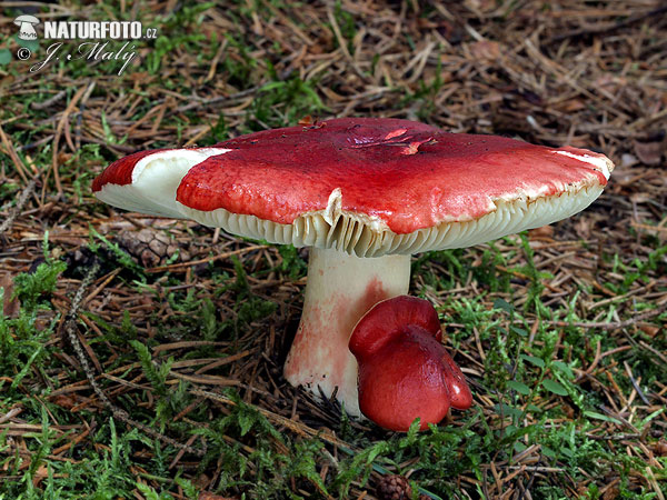 plávka červenohlúbiková (Russula rhodopodus)