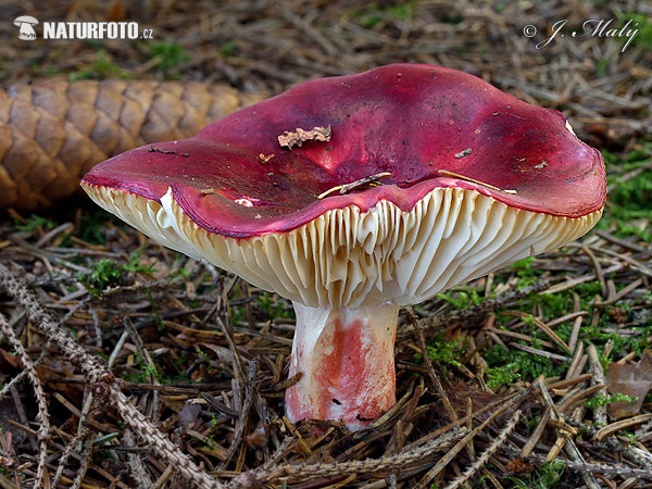 plávka červenohlúbiková (Russula rhodopodus)