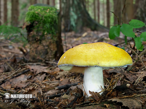 plávka chrómovožltá (Russula claroflava)