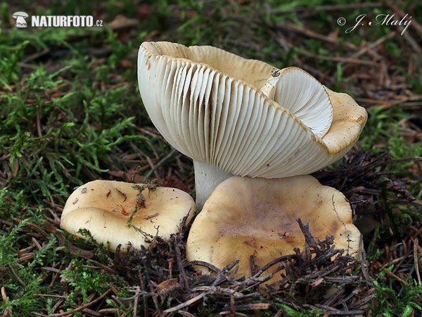 plávka hlinovožltá (Russula ochroleuca)