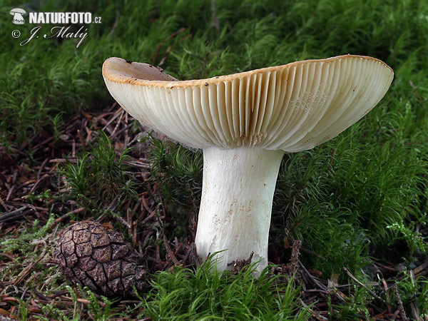 plávka hlinovožltá (Russula ochroleuca)
