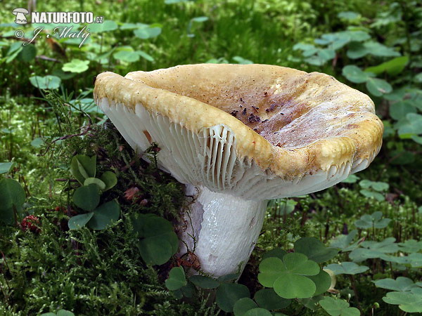 plávka hlinovožltá (Russula ochroleuca)