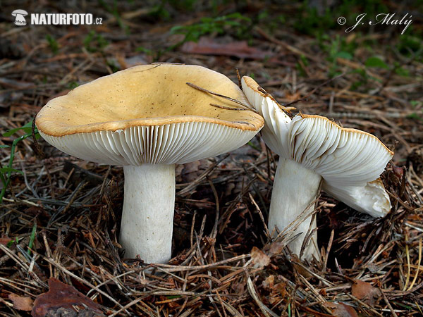 plávka hlinovožltá (Russula ochroleuca)