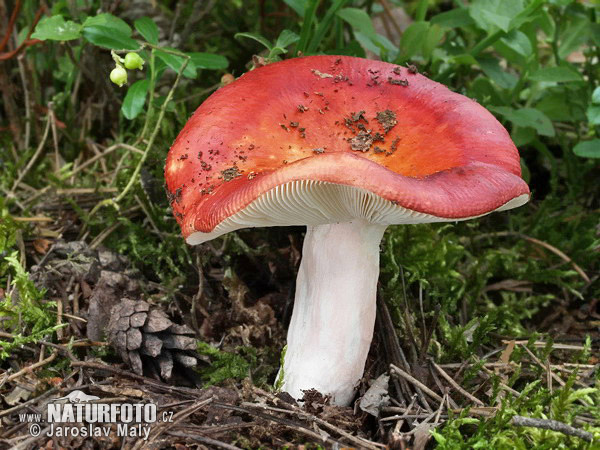 plávka jahodovočervená (Russula paludosa)