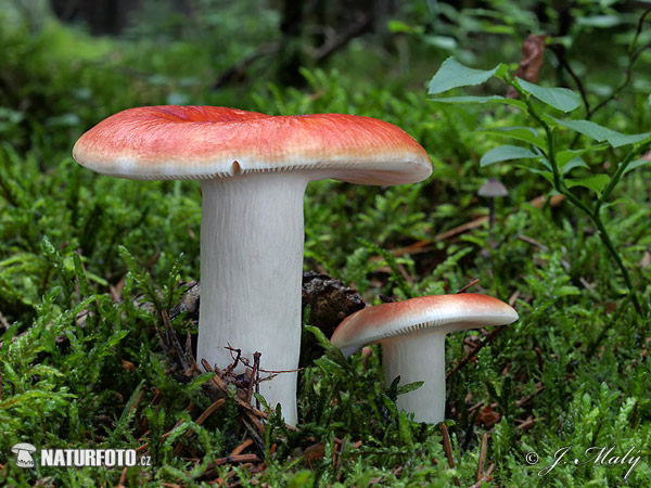 plávka jahodovočervená (Russula paludosa)