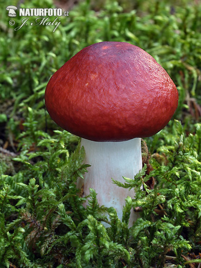 plávka jahodovočervená (Russula paludosa)