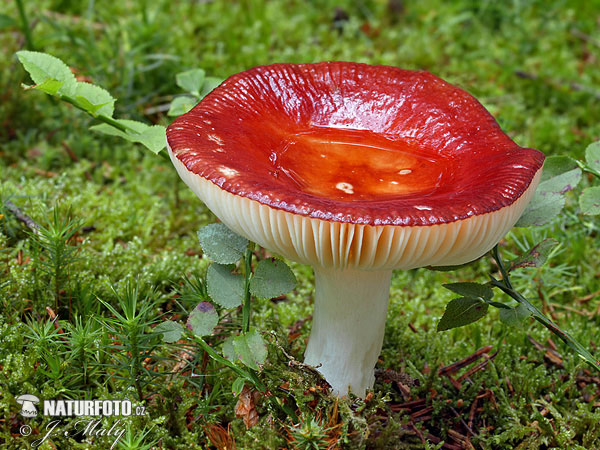 plávka jahodovočervená (Russula paludosa)