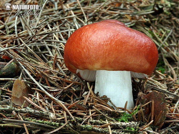 plávka jahodovočervená (Russula paludosa)