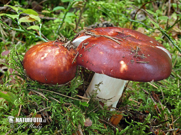 plávka jahodovočervená (Russula paludosa)