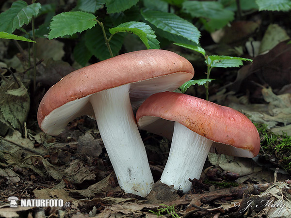 plávka mandľová (Russula vesca)