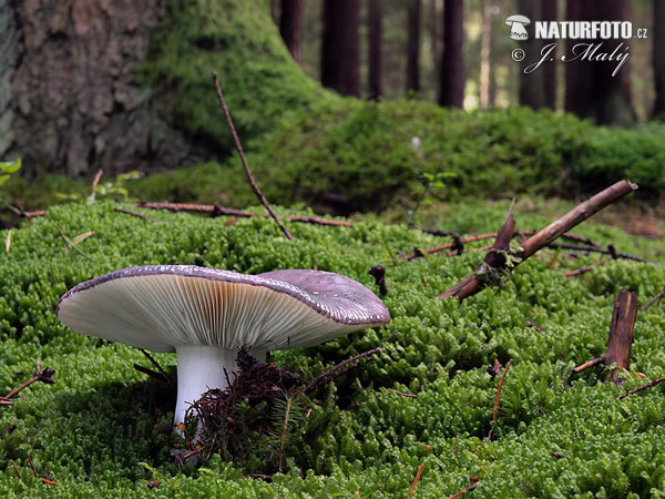 plávka modrastá (Russula cyanoxantha)