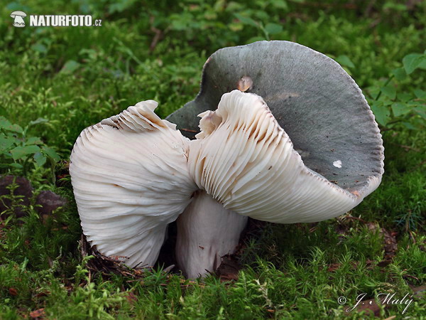 plávka modrastá (Russula cyanoxantha)