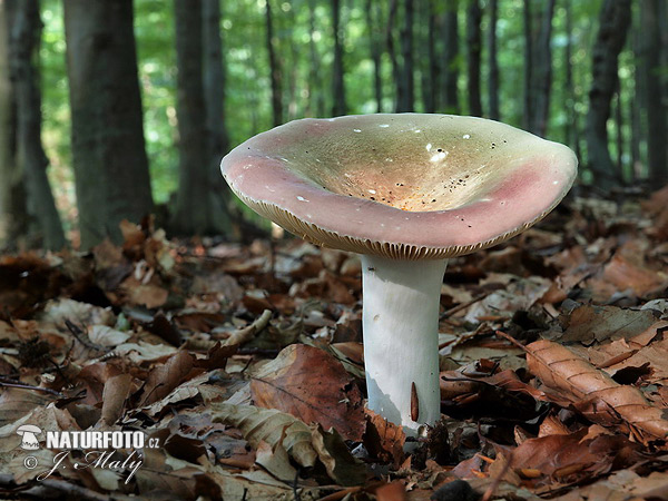 plávka olivová (Russula olivacea)