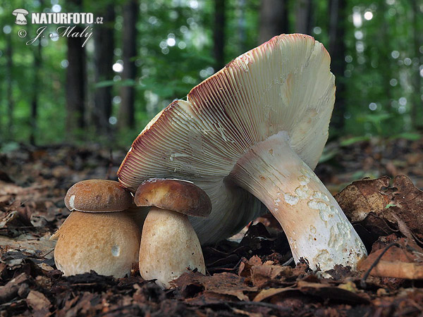 plávka olivová (Russula olivacea)