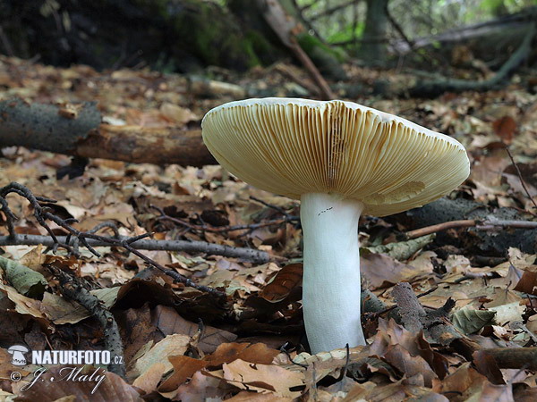 plávka olivová (Russula olivacea)