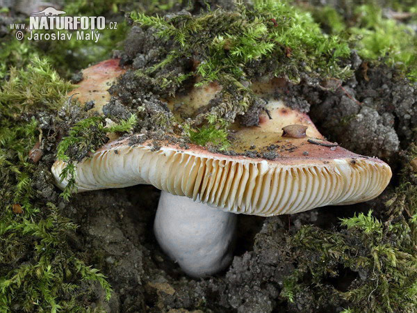 plávka škvrnitá (Russula maculata)