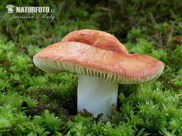 plávka škvrnitá (Russula maculata)