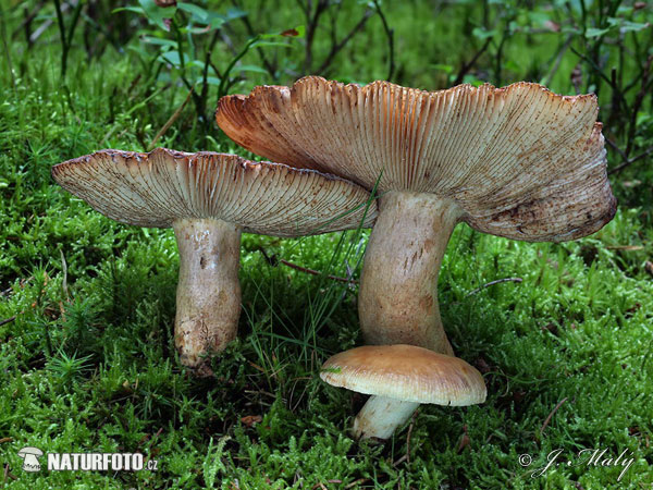 plávka škvrnitolupeňová (Russula illota)