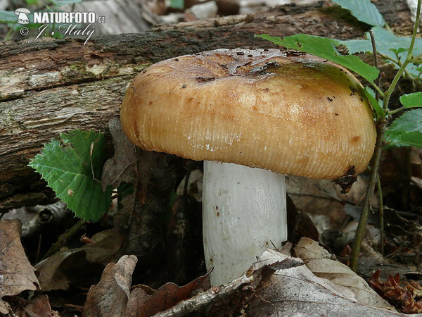 plávka smradľavá (Russula foetens)