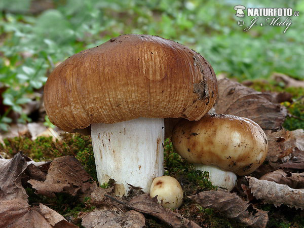 plávka smradľavá (Russula foetens)