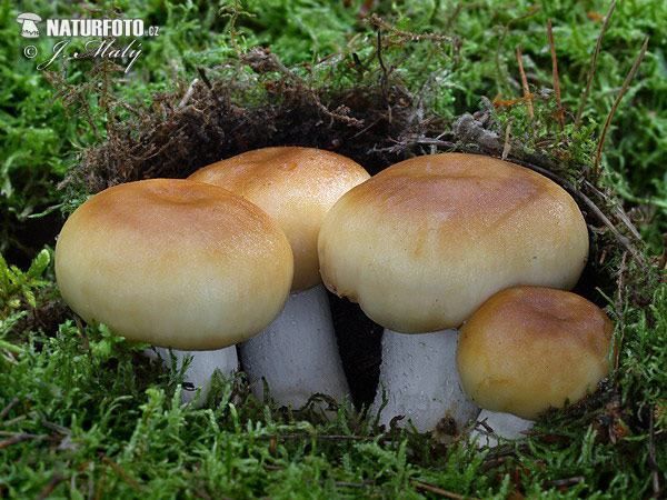 plávka smradľavá (Russula foetens)