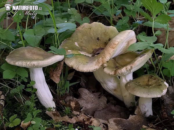 plávka strakatá (Russula grisea)