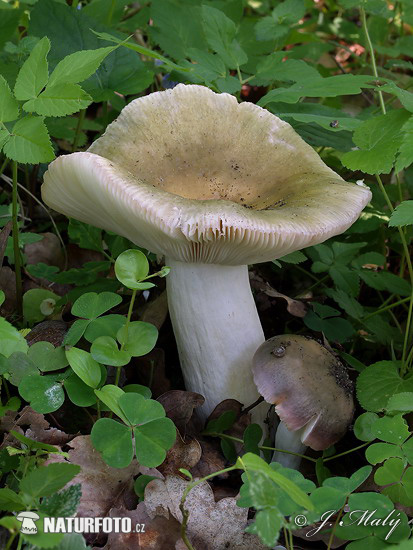 plávka strakatá (Russula grisea)