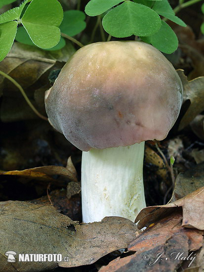 plávka strakatá (Russula grisea)