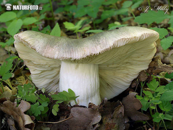 plávka strakatá (Russula grisea)