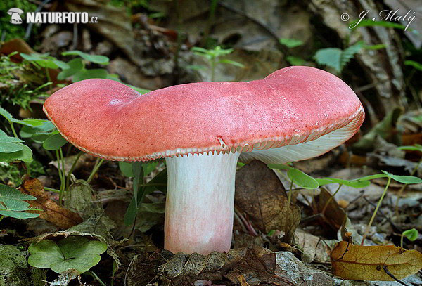 plávka úhľadná (Russula rosea)