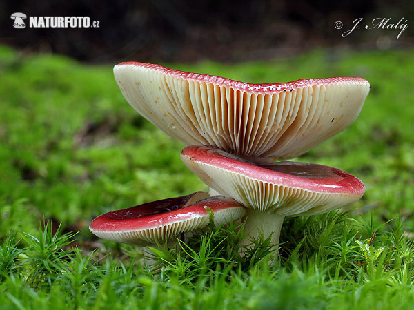 plávka vínovočervená (Russula xerampelina)