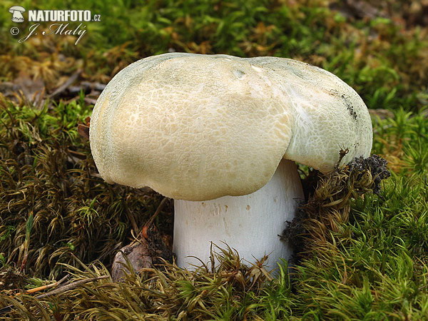 plávka zelenkastá (Russula virescens)