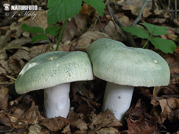 plávka zelenkastá (Russula virescens)