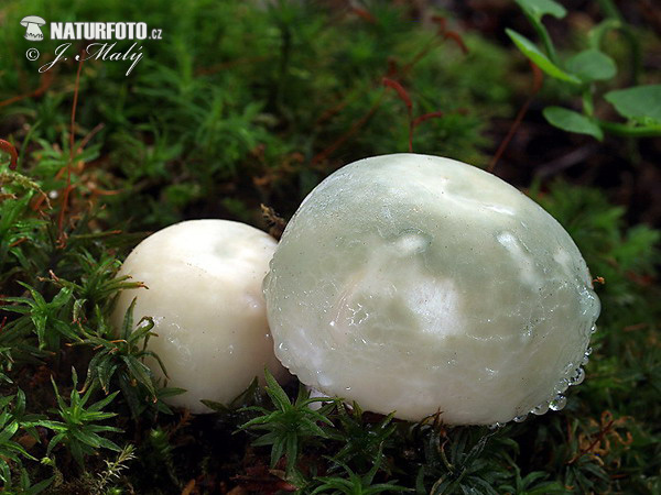 plávka zelenkastá (Russula virescens)