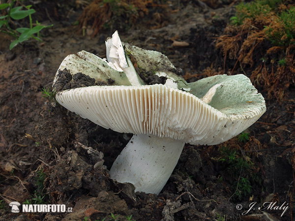 plávka zelenkastá (Russula virescens)