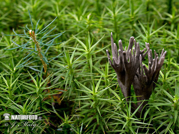 plesňovka smradľavá (Thelephora palmata)