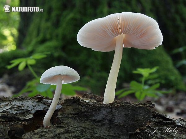 Pluteus depauperatus (Pluteus depauperatus)