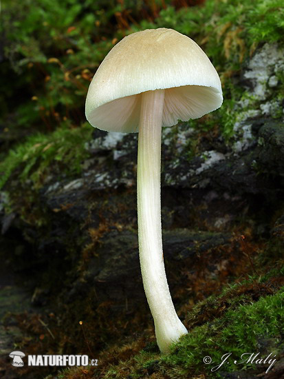 Pluteus depauperatus (Pluteus depauperatus)