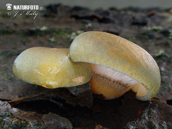 pňovka neskorá (Panellus serotinus)